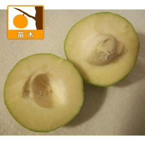 果樹苗 ホワイトサポテ ルーク 1株 爆買 : 花と緑 国華園 - 通販