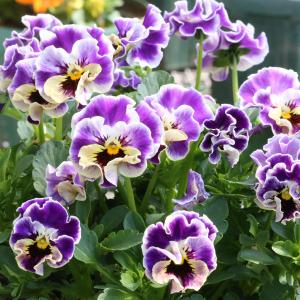 ビオラ 苗 花の苗 の商品一覧 苗 花 ガーデニング 通販 Yahoo ショッピング