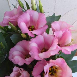 八重咲きトルコキキョウの商品一覧 通販 Yahoo ショッピング