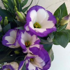 八重咲きトルコキキョウの商品一覧 通販 Yahoo ショッピング