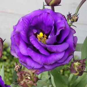 八重咲きトルコキキョウの商品一覧 通販 Yahoo ショッピング