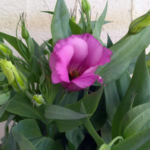 八重咲きトルコキキョウの商品一覧 通販 Yahoo ショッピング