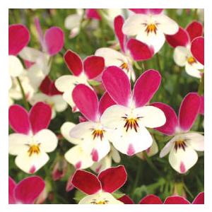 ビオラ 苗の商品一覧 通販 Yahoo ショッピング