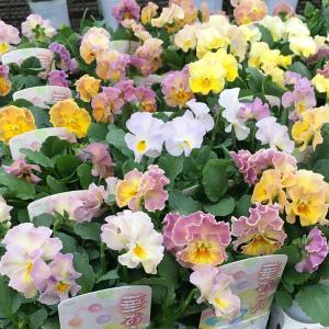 ビオラ 苗の商品一覧 通販 Yahoo ショッピング