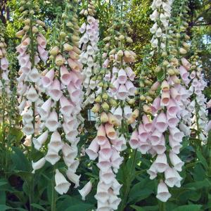 ジギタリス 苗の商品一覧 通販 Yahoo ショッピング