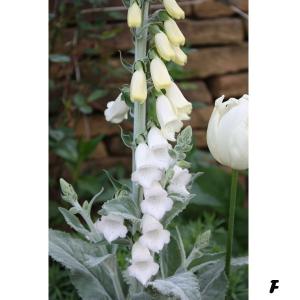 ジギタリス 苗の商品一覧 通販 Yahoo ショッピング