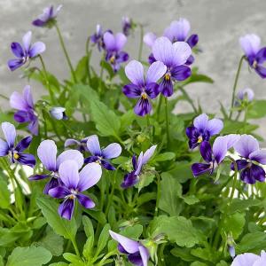 神戸ビオラの商品一覧 通販 Yahoo ショッピング