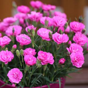 四季咲きナデシコ 花はな 花の苗 の商品一覧 苗 花 ガーデニング 通販 Yahoo ショッピング