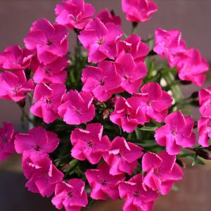 あじさい 万華鏡の商品一覧 通販 Yahoo ショッピング