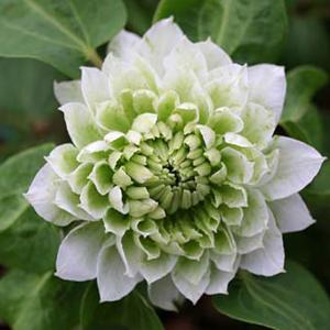 草花の苗 26年2月中下旬予約 雪白柳葉友禅菊（せっぱくやなぎばゆう