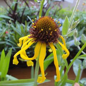 エキナセア 苗 花 ガーデニング の商品一覧 通販 Yahoo ショッピング