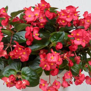 ベゴニア 苗 花の苗 の商品一覧 苗 花 ガーデニング 通販 Yahoo ショッピング