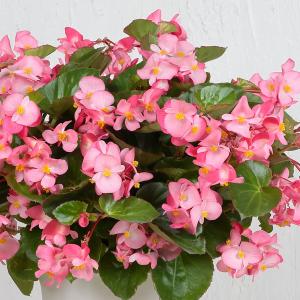 ベゴニア 苗 花の苗 の商品一覧 苗 花 ガーデニング 通販 Yahoo ショッピング