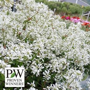 草花の苗 26年2月中下旬予約 雪白柳葉友禅菊（せっぱくやなぎばゆう