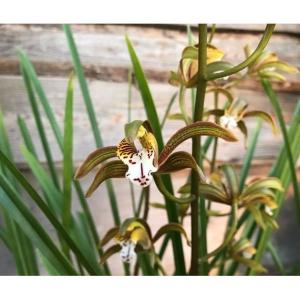 和蘭 品種の商品一覧 通販 Yahoo ショッピング