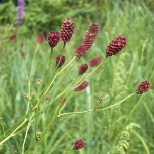 吾亦紅の花 写真（花の苗）の商品一覧｜苗  花、ガーデニング 通販 