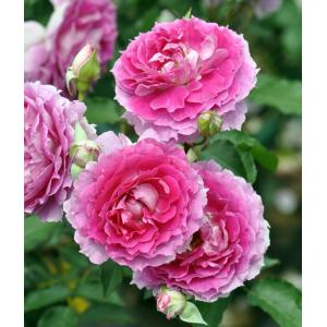 バラの家 シェエラザード 花の苗 の商品一覧 苗 花 ガーデニング 通販 Yahoo ショッピング