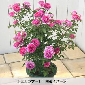 バラの家 シェエラザード 花の苗 の商品一覧 苗 花 ガーデニング 通販 Yahoo ショッピング