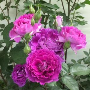 バラの家 シェエラザード 花の苗 の商品一覧 苗 花 ガーデニング 通販 Yahoo ショッピング