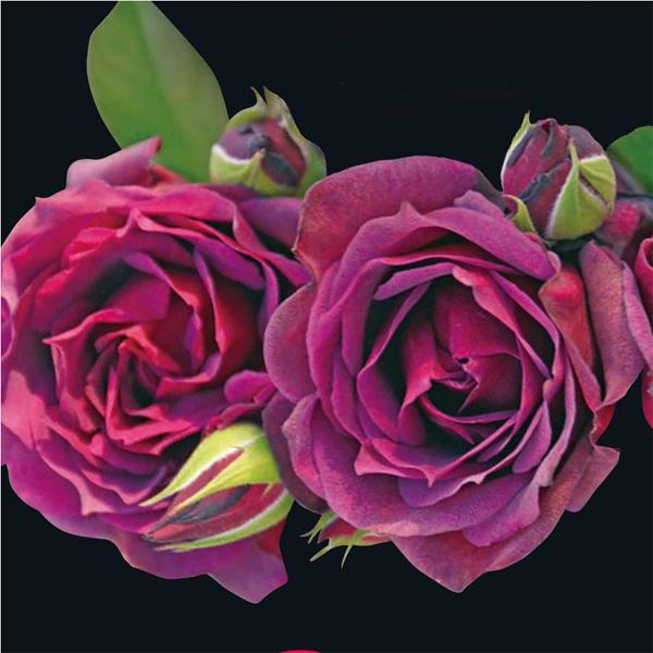 バラの苗 26年5月中下旬予約 ロサ・オリエンティス ライラ新苗 送料無料