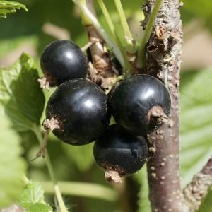 2025年10月】スグリのおすすめ人気ランキング - Yahoo!ショッピング