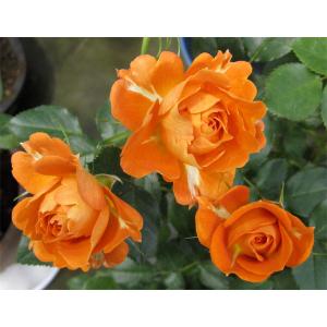 オレンジ色バラ苗の商品一覧 通販 Yahoo ショッピング