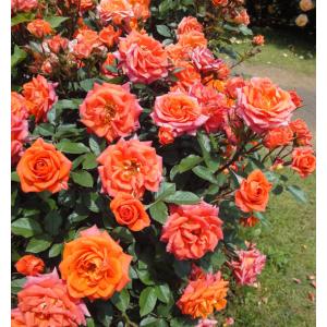 オレンジ色バラ苗の商品一覧 通販 Yahoo ショッピング