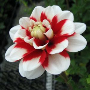 ダリア苗の商品一覧 通販 Yahoo ショッピング