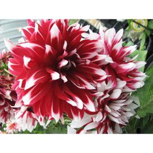 ダリア苗の商品一覧 通販 Yahoo ショッピング