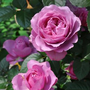 ロサオリエンの商品一覧 通販 Yahoo ショッピング