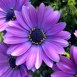 ラナンキュラス ラックス テセウス 4号ポット 苗 耐寒性 宿根草花苗