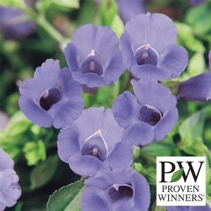 草花の苗 26年5月中下旬予約 スーパートレニア カタリーナブルーリバー11cmトールポット