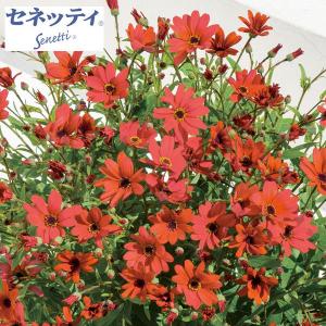 サイネリア 花の商品一覧 通販 Yahoo ショッピング