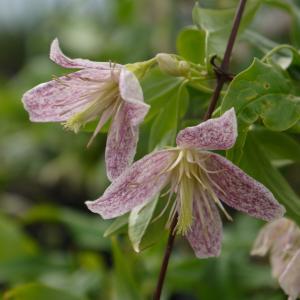 クリスマスローズ 開花苗 068 ピンクミラージュ : 花郷園 KAGOEN