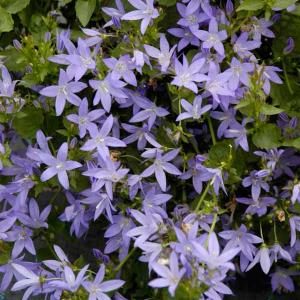 花カンパニュラの商品一覧 通販 Yahoo ショッピング