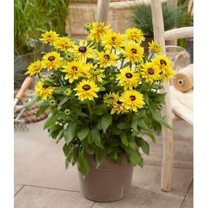 ルドベキア サハラの商品一覧 通販 Yahoo ショッピング