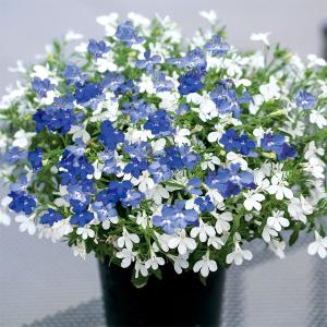 ロベリア 花の商品一覧 通販 Yahoo ショッピング