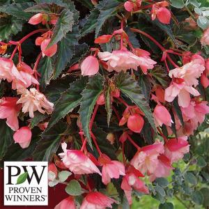 ベゴニア ピンク 花の苗 の商品一覧 苗 花 ガーデニング 通販 Yahoo ショッピング