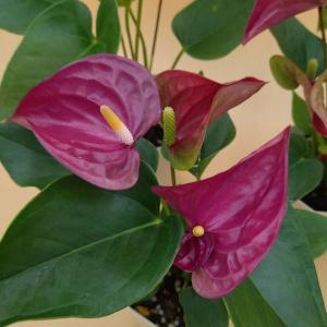 アンスリウム 紫の商品一覧 通販 Yahoo ショッピング