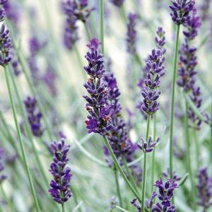 ラベンダーシルバーリーフ 花 ガーデニング の商品一覧 通販 Yahoo ショッピング