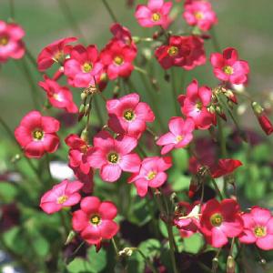 球根 26年4月上旬予約 デッペイアイアンクロス（四つ葉のクローバー）10球入り