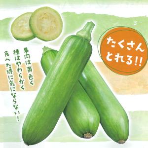 野菜の苗 26年4月下旬予約 ズッキーニ つるありズッキーニ3号ポット