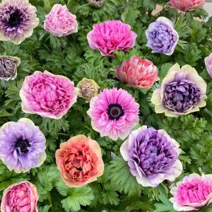 草花の苗/23年1月中下旬 アネモネ：シフォンダブル（花色いろいろ）3.5号ポット