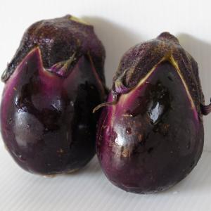 野菜の苗 26年4月下旬予約 越後野菜 ナス 長岡梨なす自根苗3号ポット 6株セット