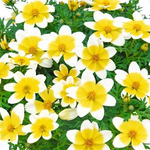 草花の苗 26年3月中下旬予約 スーパーゼラニウム チャンピオン レッド3