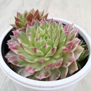 2026年5月】センペルビウム（観葉植物）のおすすめ人気ランキング