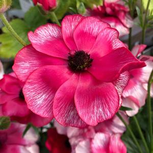 当店農場生産】ラナンキュラス ラックス アポロン 9cmポット苗