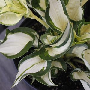 草花の苗 26年4月下旬予約 ギボウシ（ホスタ） ロイヤリスト3号ポット