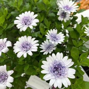 草花の苗 26年2月中下旬予約 雪白柳葉友禅菊（せっぱくやなぎばゆう