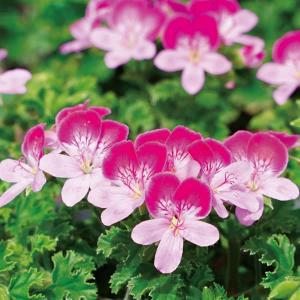 草花の苗/25年2月中下旬 ペラルゴニウム：グランパッソ　チェリーミルク3号ポット